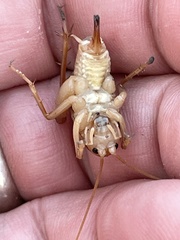 Ceuthophilus hesperus