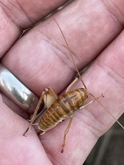 Ceuthophilus hesperus