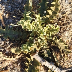 Verbascum sinuatum