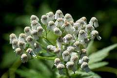 Achillea macrophylla