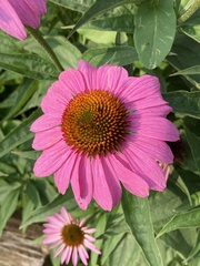 Echinacea purpurea