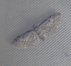 Eupithecia tenuiata