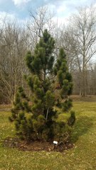 Pinus heldreichii