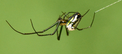 Leucauge regnyi