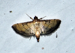 Spilomelini