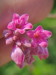 Apocynum venetum