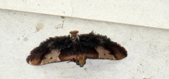 Pyralis pictalis