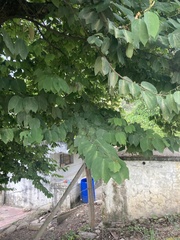 Bauhinia picta