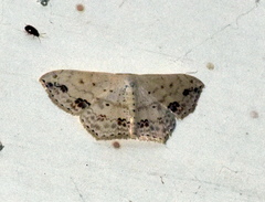 Scopula pulchellata agg