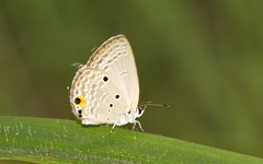 Luthrodes pandava