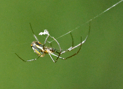 Leucauge regnyi