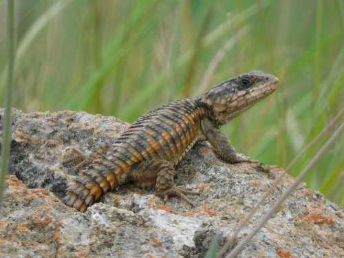 Common Girdled Lizard
