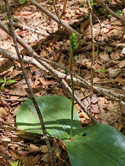 Platanthera orbiculata