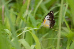 Belenois creona creona