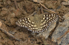 Caprona alida