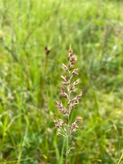 Calamagrostis stricta