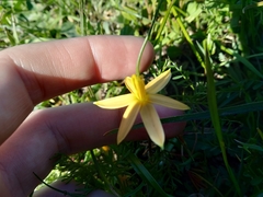 Pauridia serrata serrata