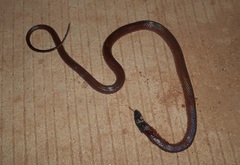 Pseudoboa neuwiedii