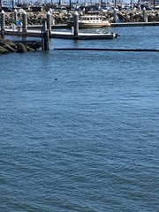 Aechmophorus occidentalis