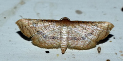 Hypolamprus striatalis