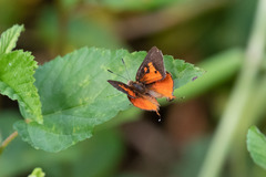 Axiocerses harpax