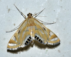 Eoophyla sejunctalis