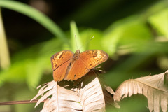 Bebearia cocalia continentalis