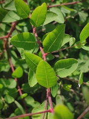 Apocynum venetum