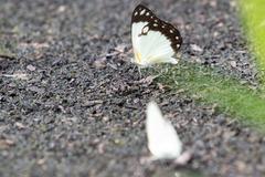 Belenois creona creona