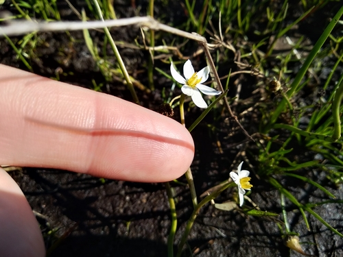Pauridia aquatica (Pauridia aquatica)