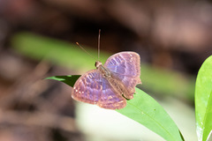 Euriphene epe