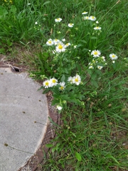 Erigeron annuus