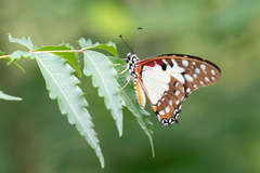 Graphium angolanus baronis