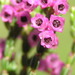 Erica gnaphaloides - Photo (c) Corinne Merry, μερικά δικαιώματα διατηρούνται (CC BY-NC-ND), uploaded by Corinne Merry