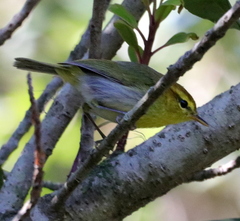 Phylloscopus ruficapilla