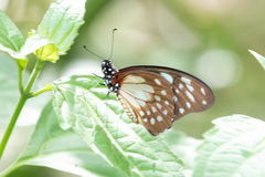 Graphium leonidas leonidas