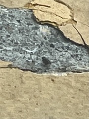 Callopistromyia annulipes