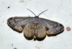 Phazaca theclata