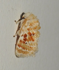 Narosa conspersa