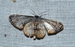 Phazaca theclata