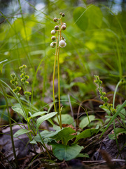 Pyrola elliptica
