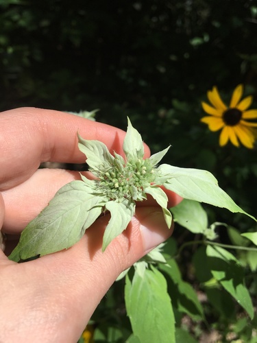 Pycnanthemum incanum