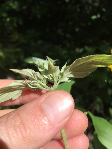 Pycnanthemum incanum