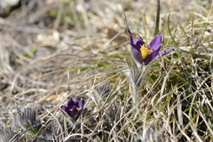 Pulsatilla montana