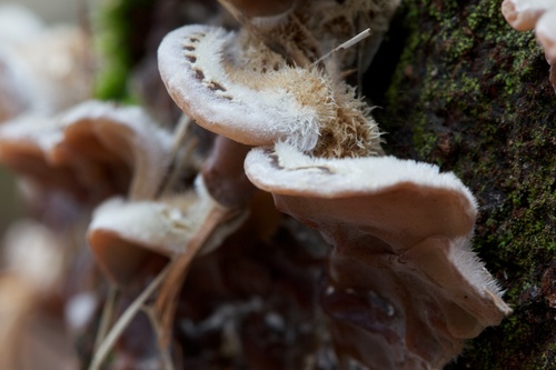 Tripe Fungus