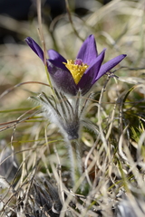 Pulsatilla montana