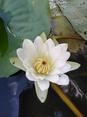 Nymphaea candida