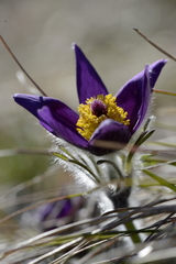 Pulsatilla montana