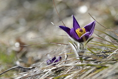 Pulsatilla montana