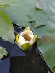 Nymphaea candida